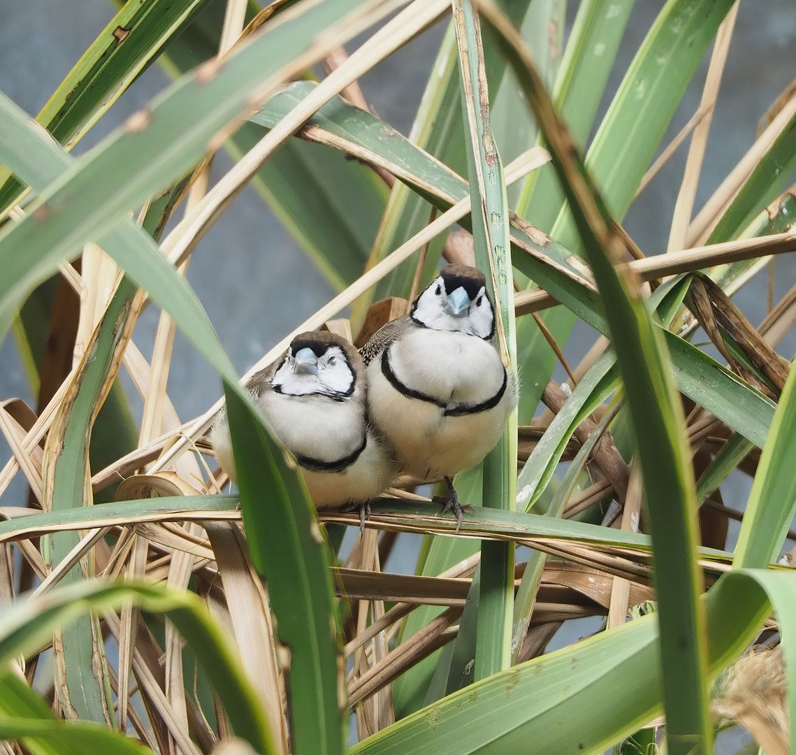 Double-barred finches (Stizoptera bichenovii), 2022-09-04