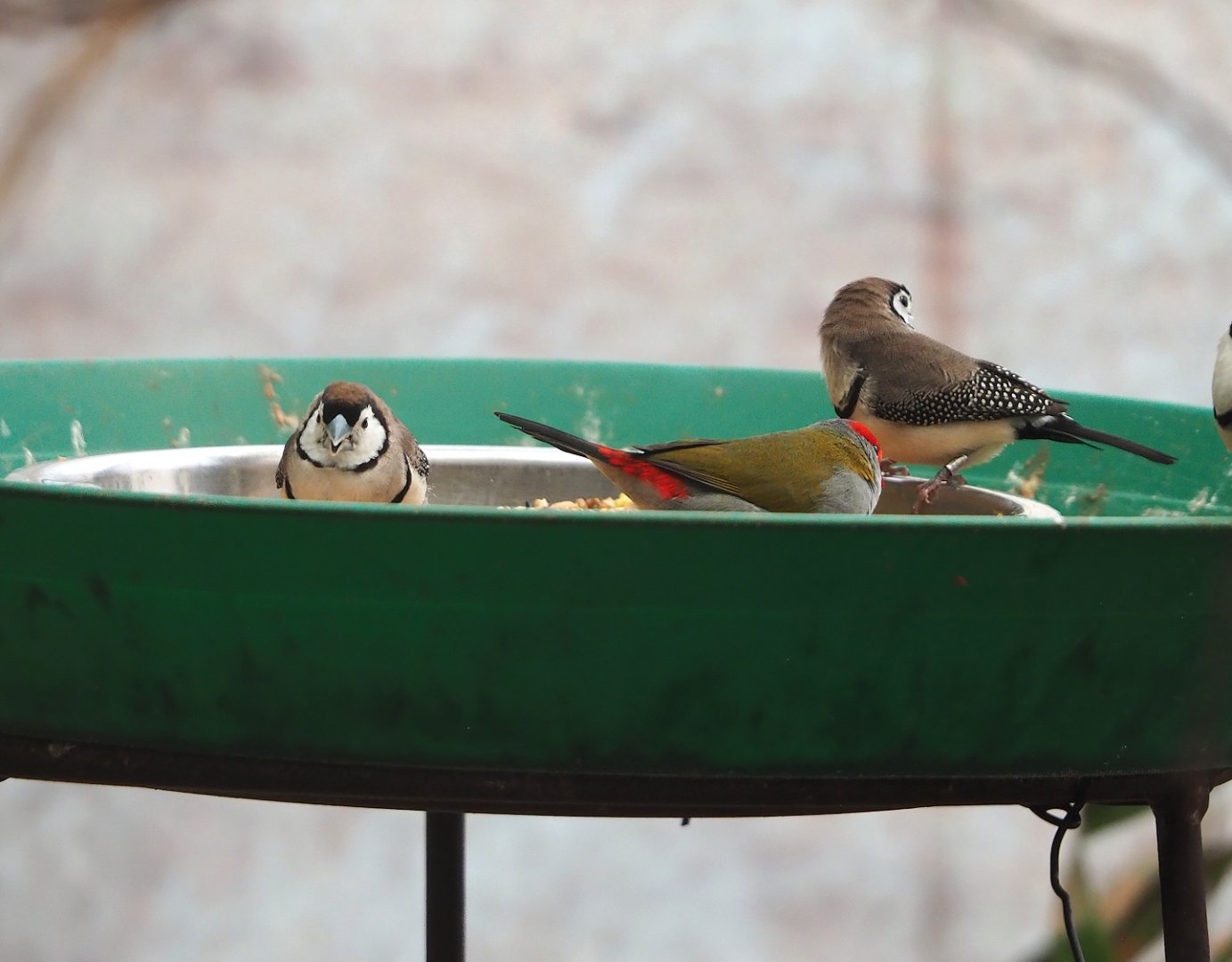 Double-barred finches (Stizoptera bichenovii) and Red-browed firetail (Neochmia temporalis) on feeder, 2024-02-17