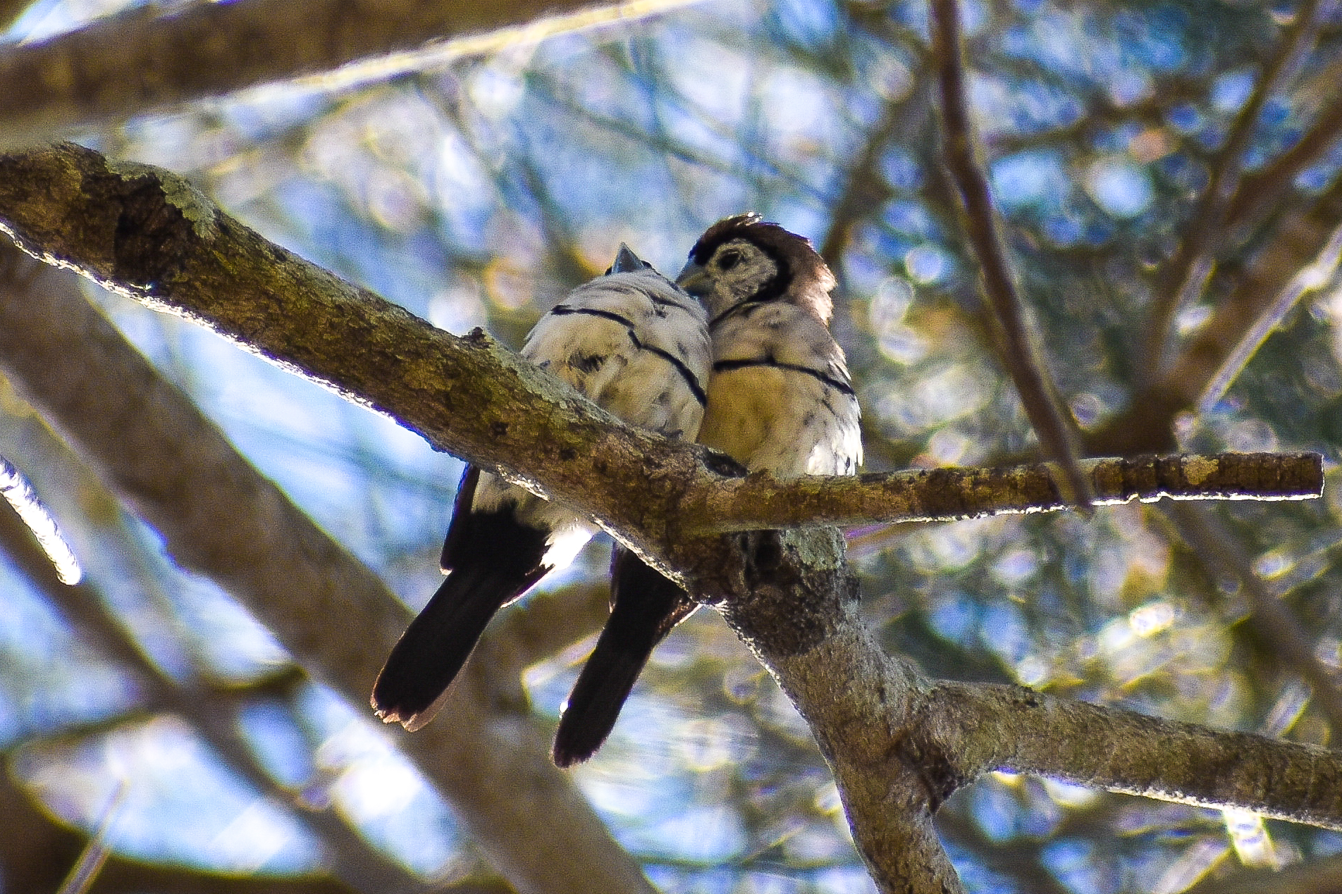 Double-barred Finches (Taeniopygia bichenovii)