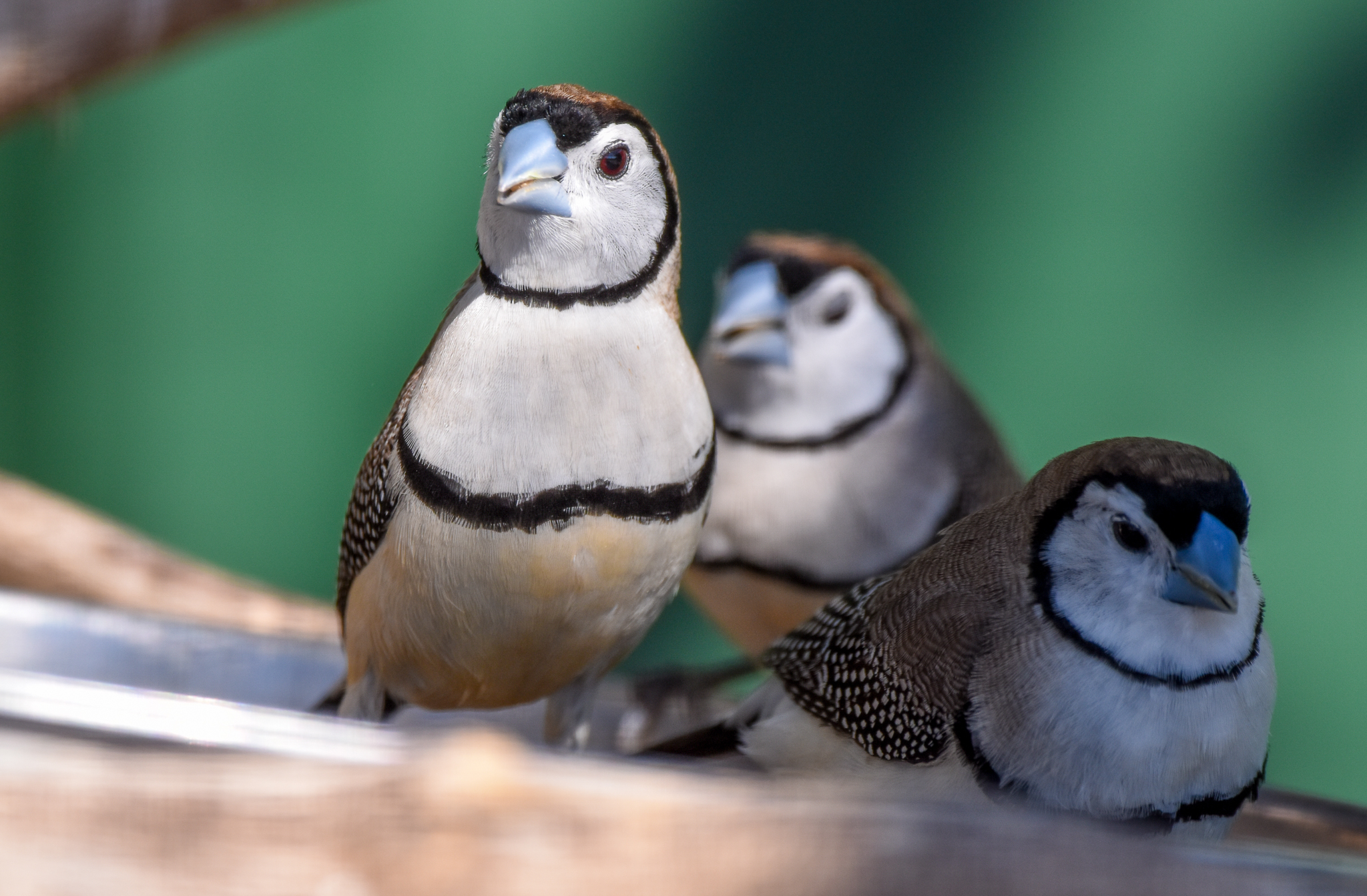 Double-barred Finches (wild)