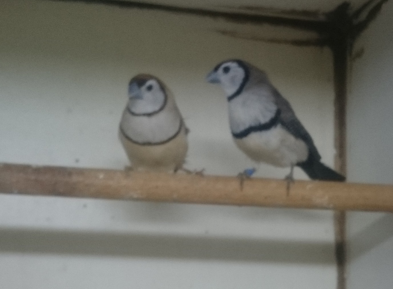 Double-barred finches