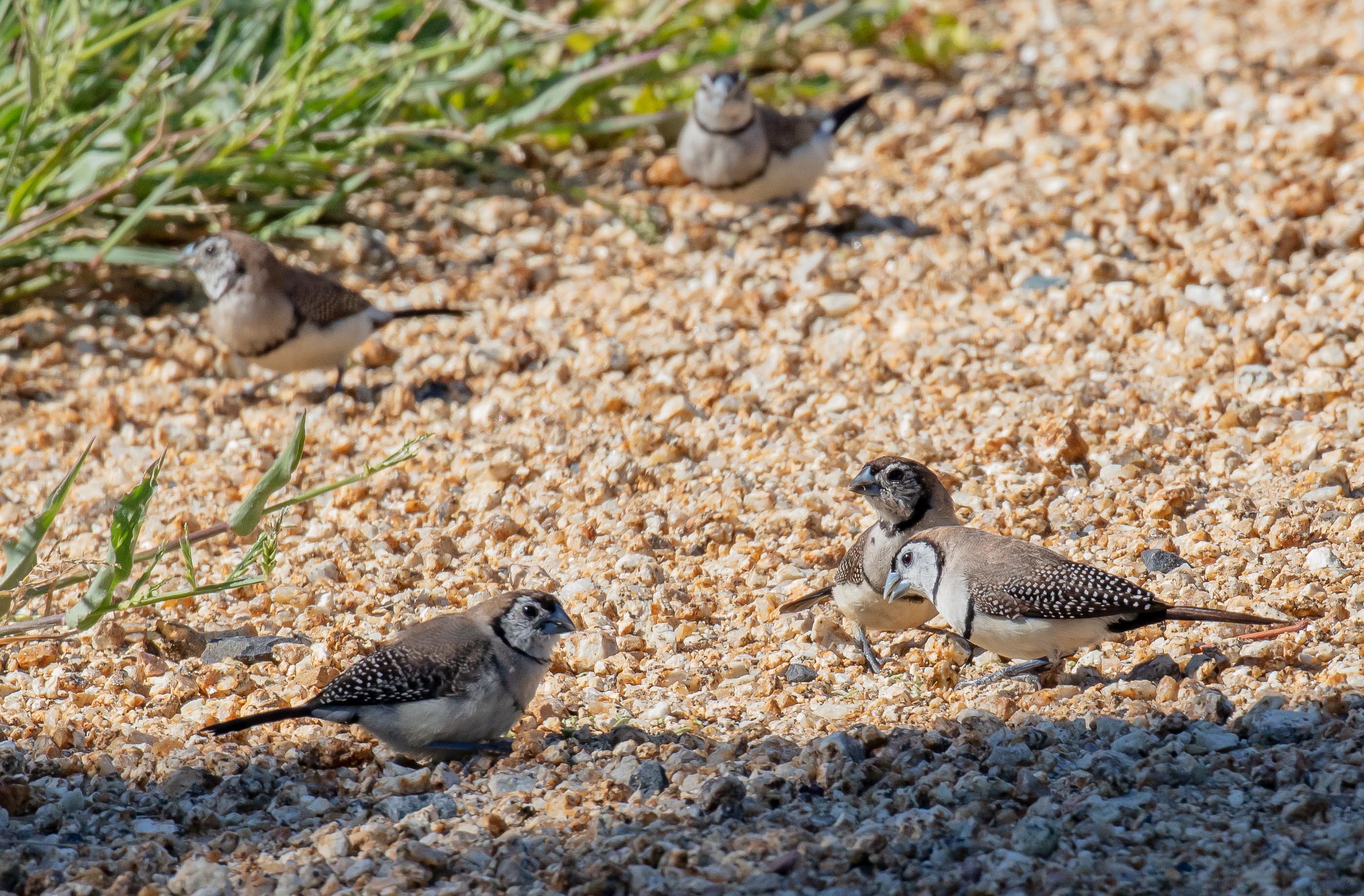 Double-barred Finches