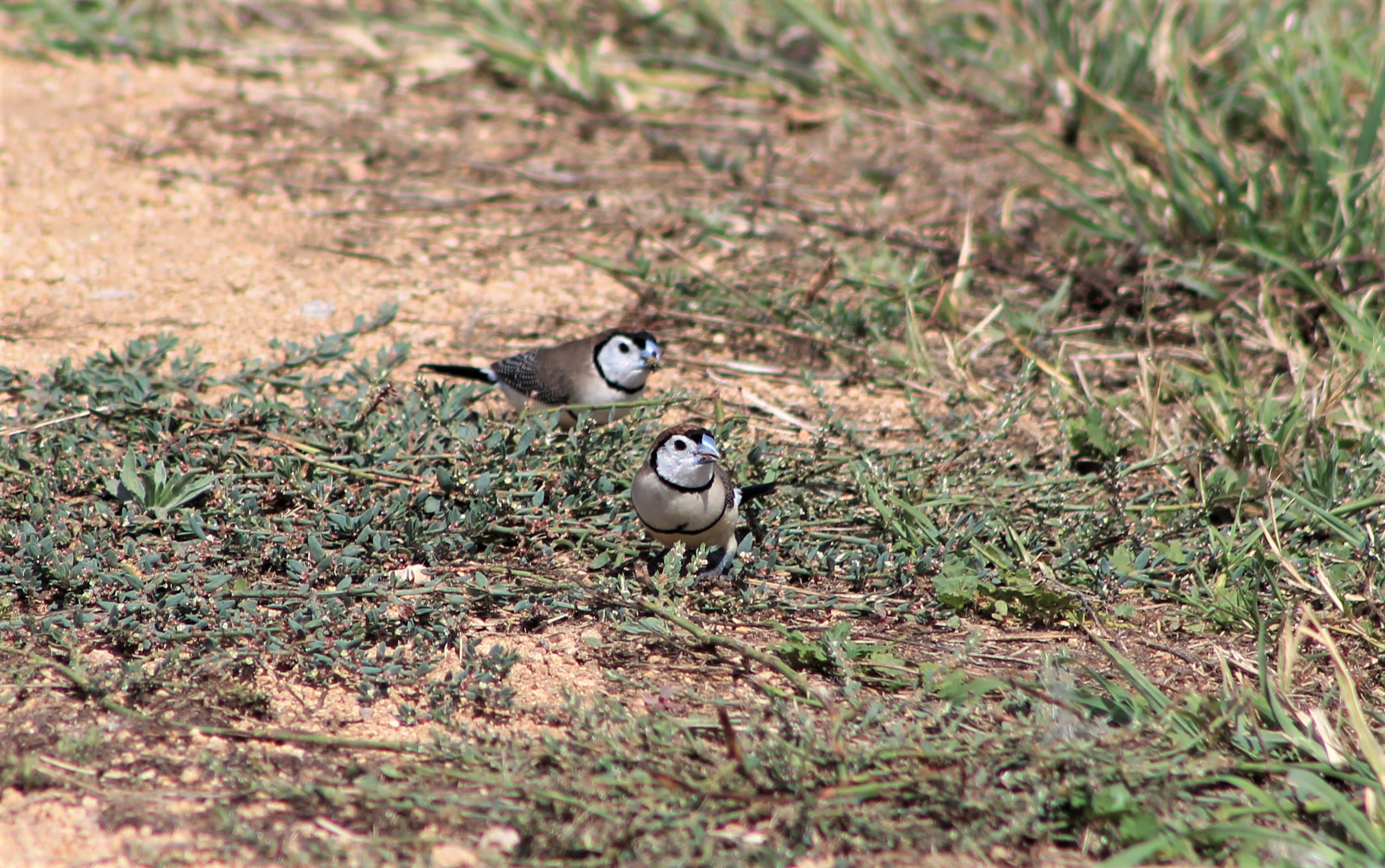 Double-barred or Owl Finches (Taeniopygia bichenovii)