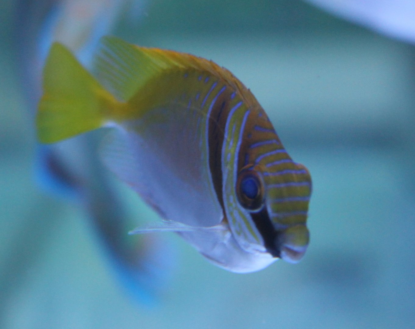 Double-barred spine-foot ( Siganus virgatus )