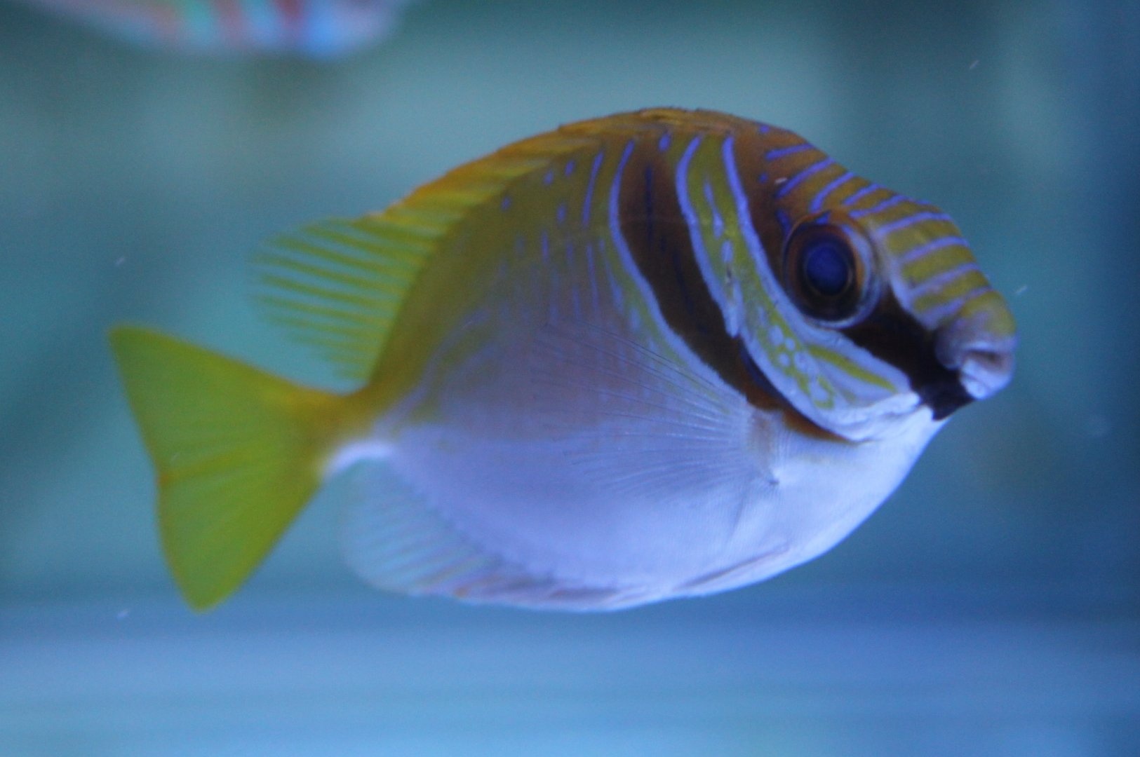 Double-barred spine-foot - Siganus virgatus