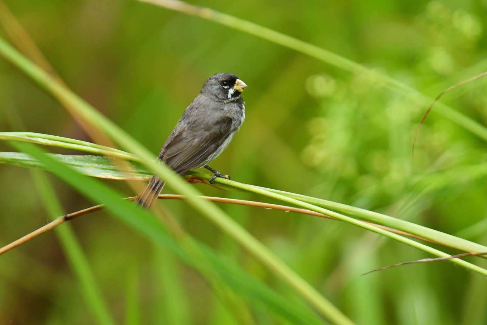 Double-collared Seedeater Sporophila caerulescens