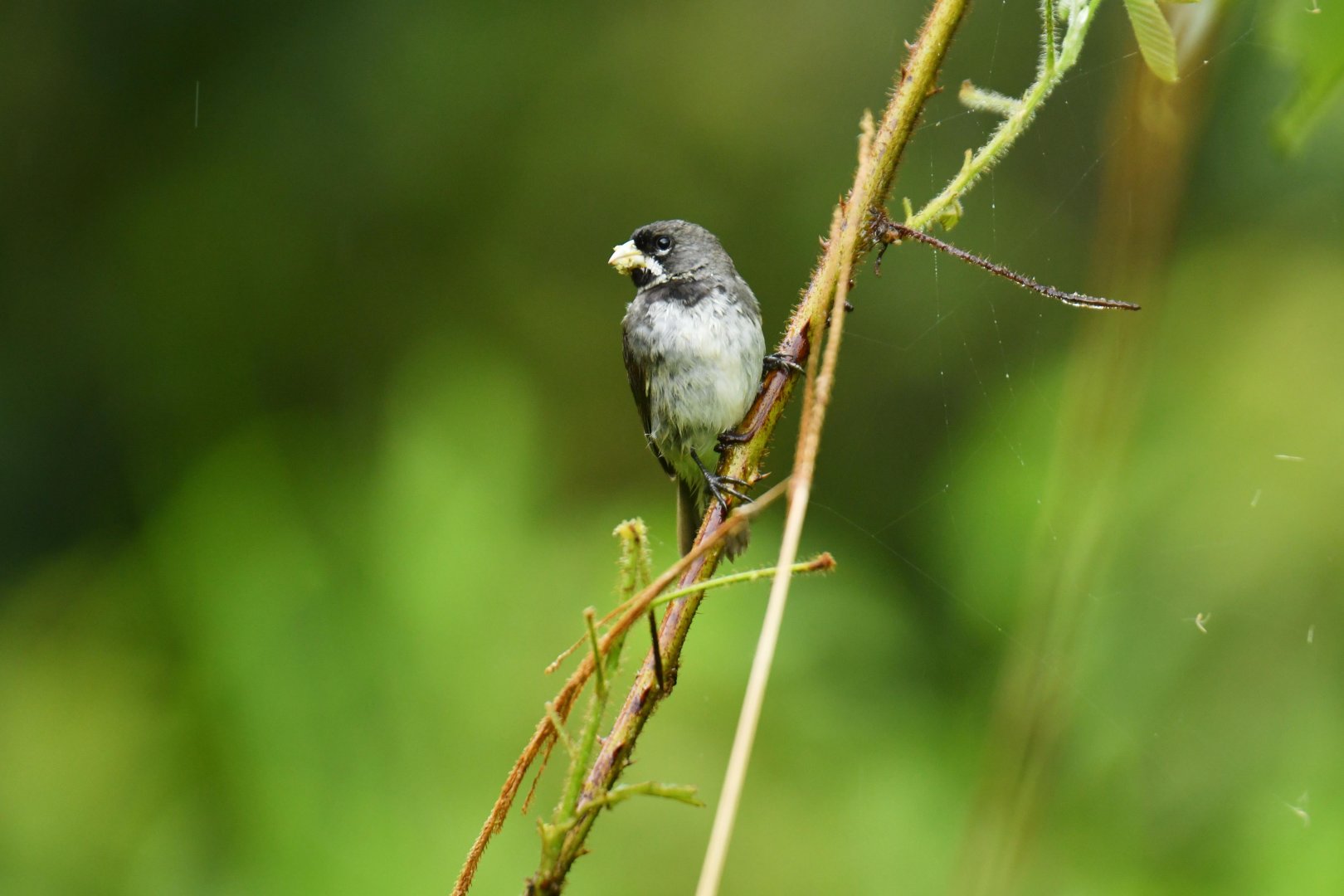 Double-collared Seedeater Sporophila caerulescens