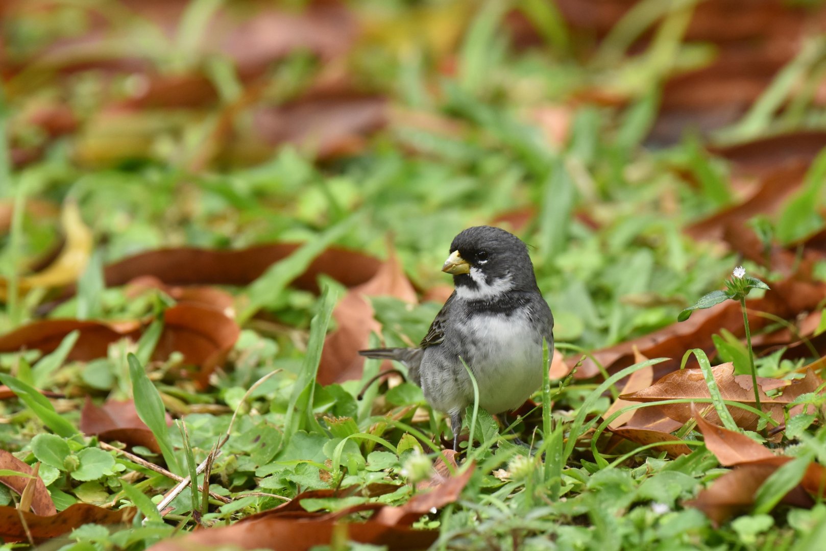 Double-collared Seedeater (Sporophila caerulescens)