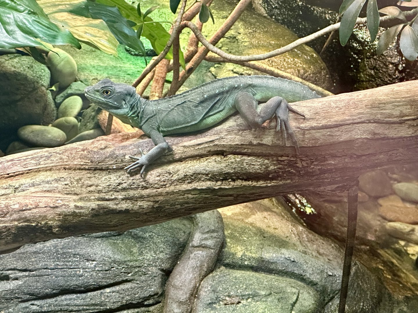 Double-crested basilisk (Basiliscus plumifrons)