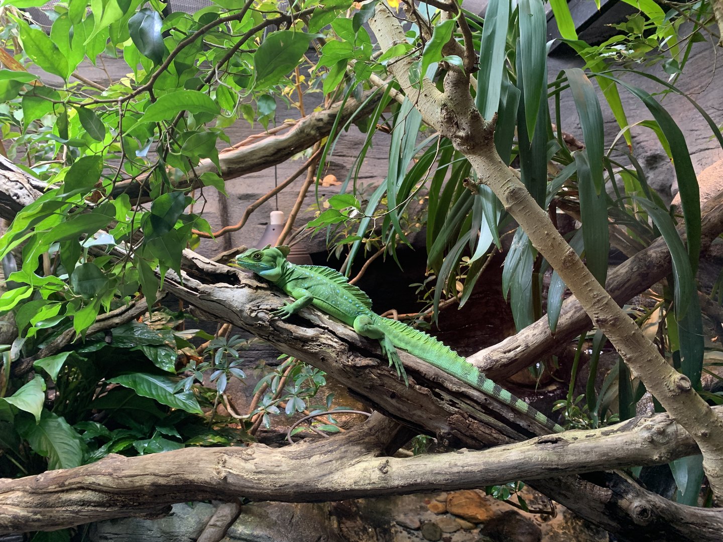 Double-crested Basilisk Exhibit