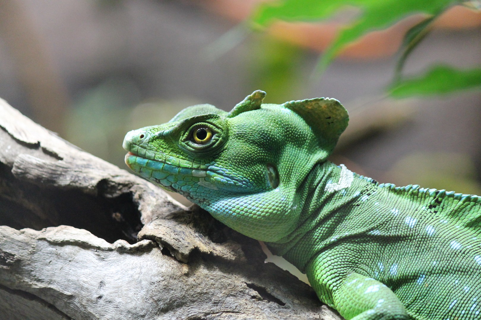 Double-crested Basilisk