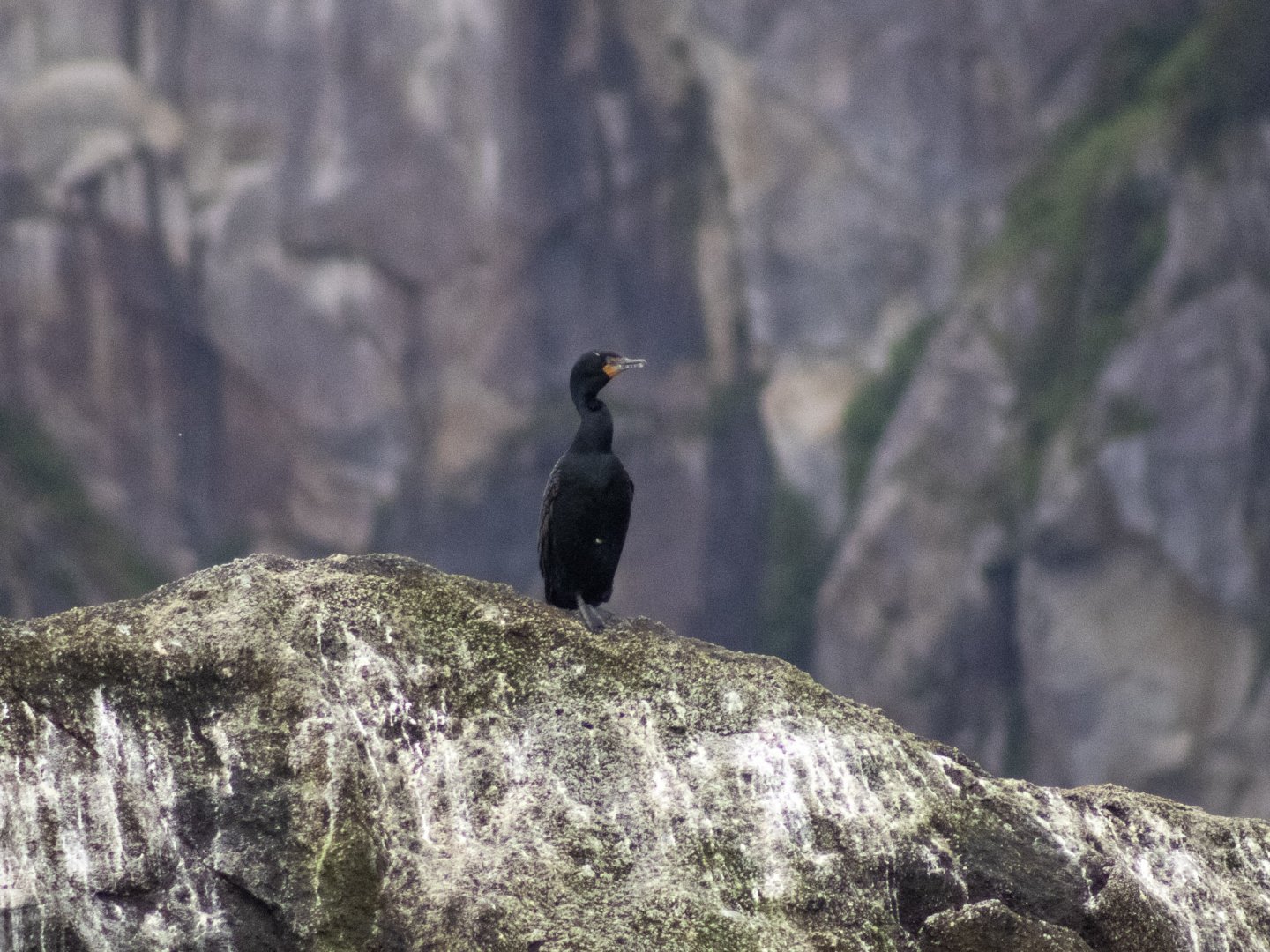 Double-crested Cormorant - Alaska