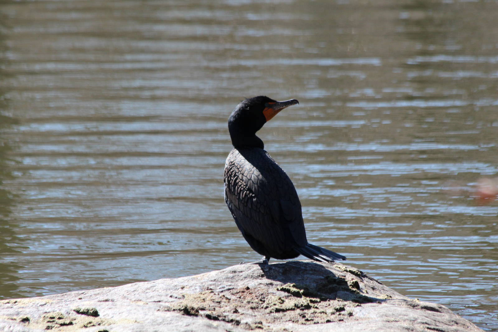 Double-crested Cormorant - Apr 2014
