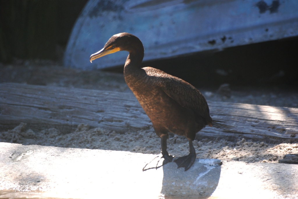 Double-crested Cormorant at Busch Wildlife Sanctuary, 14/10/13