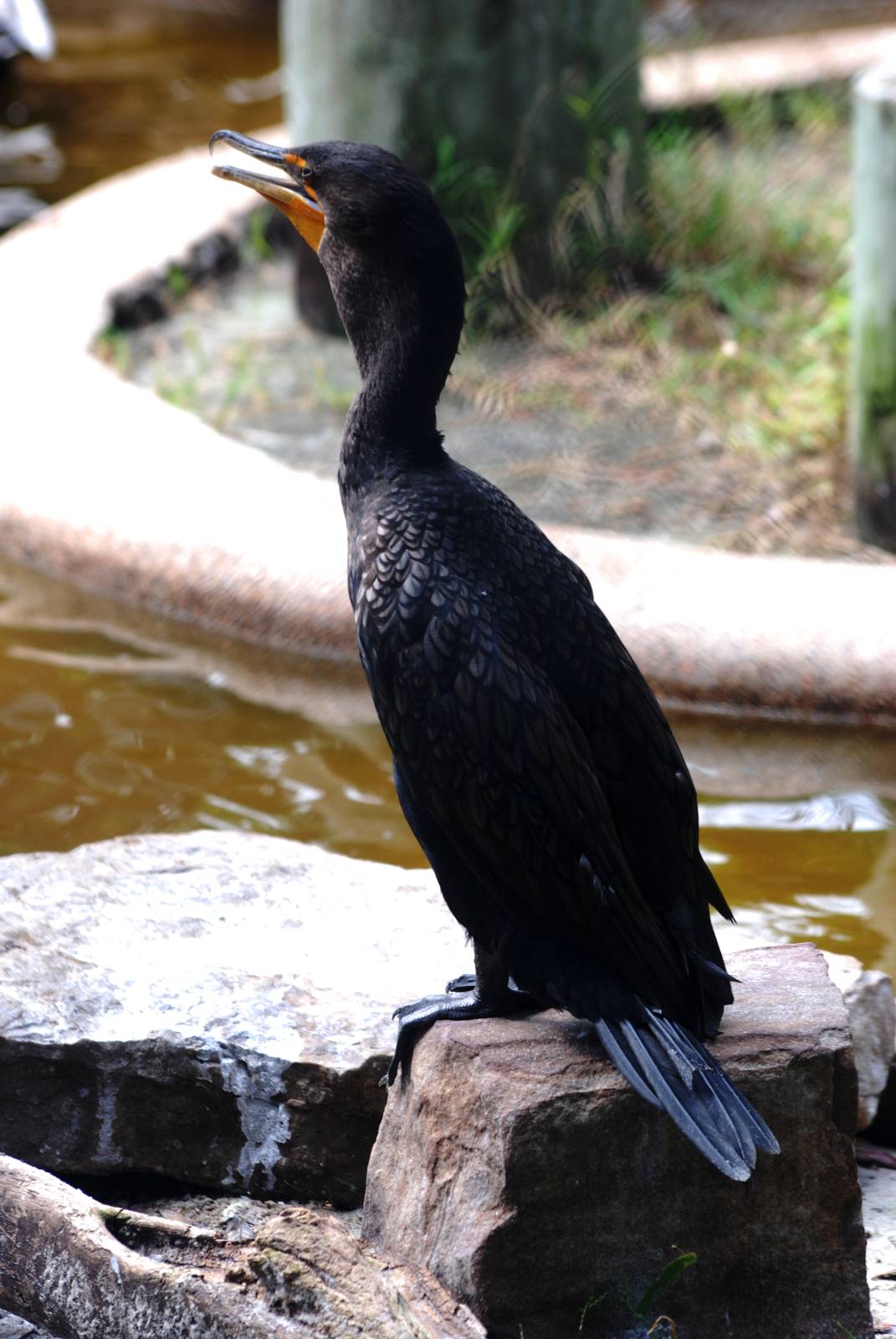 Double-crested Cormorant at Peace River Wildlife Centre, 09/10/13