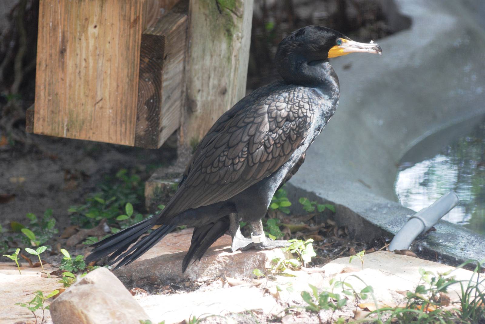 Double-crested Cormorant at Save our Seabirds, 07/10/13