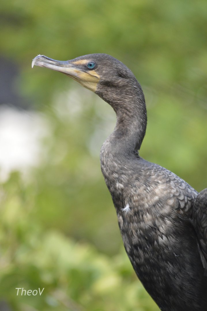 Double-crested cormorant - Florida  Keys Wild Bird Center [2017]