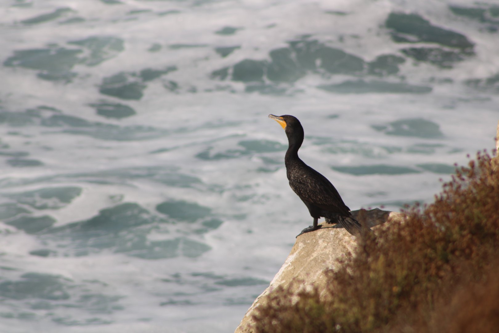 Double-Crested Cormorant (N. a. albociliatum)