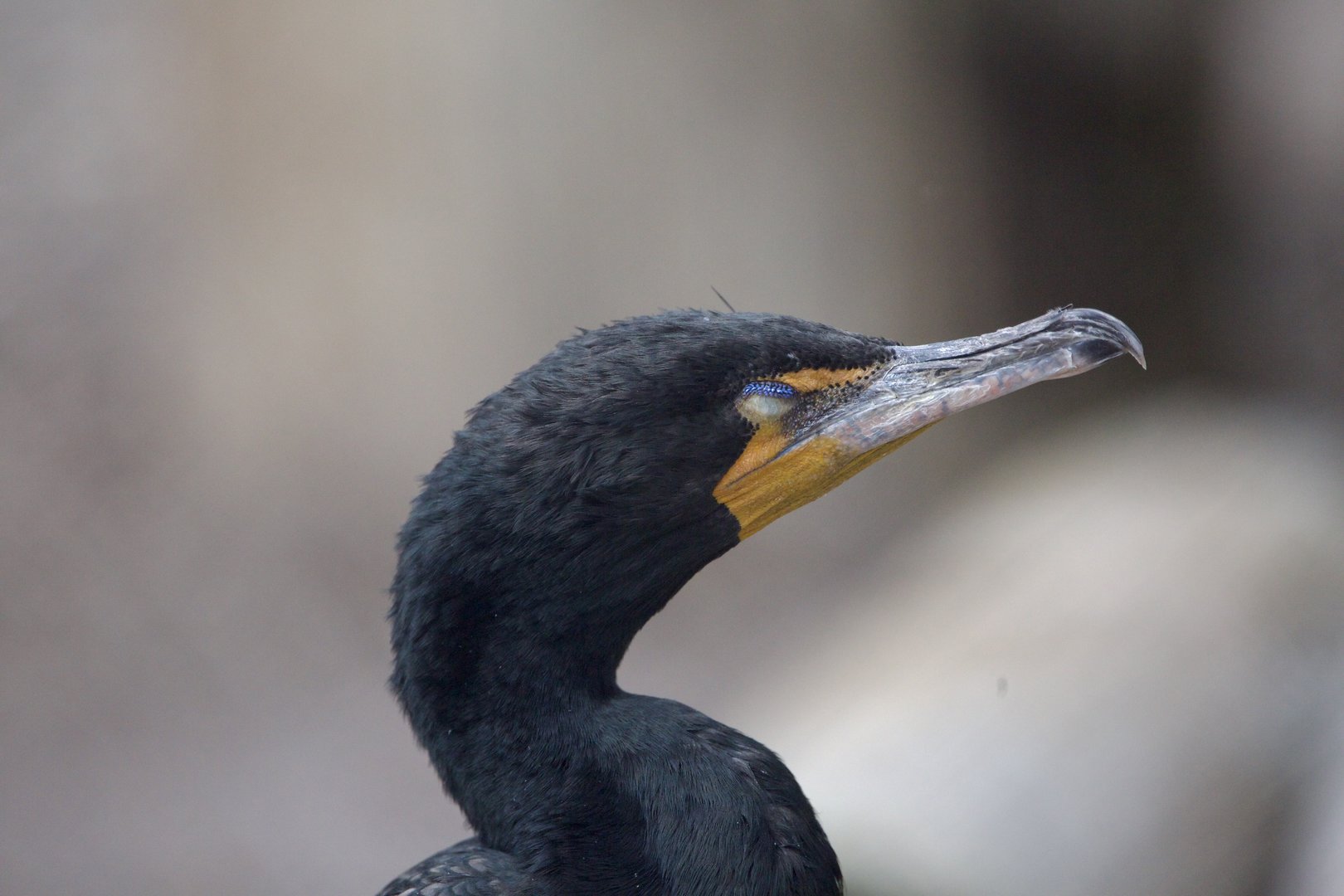 Double-Crested Cormorant/ Nannopterum auritum