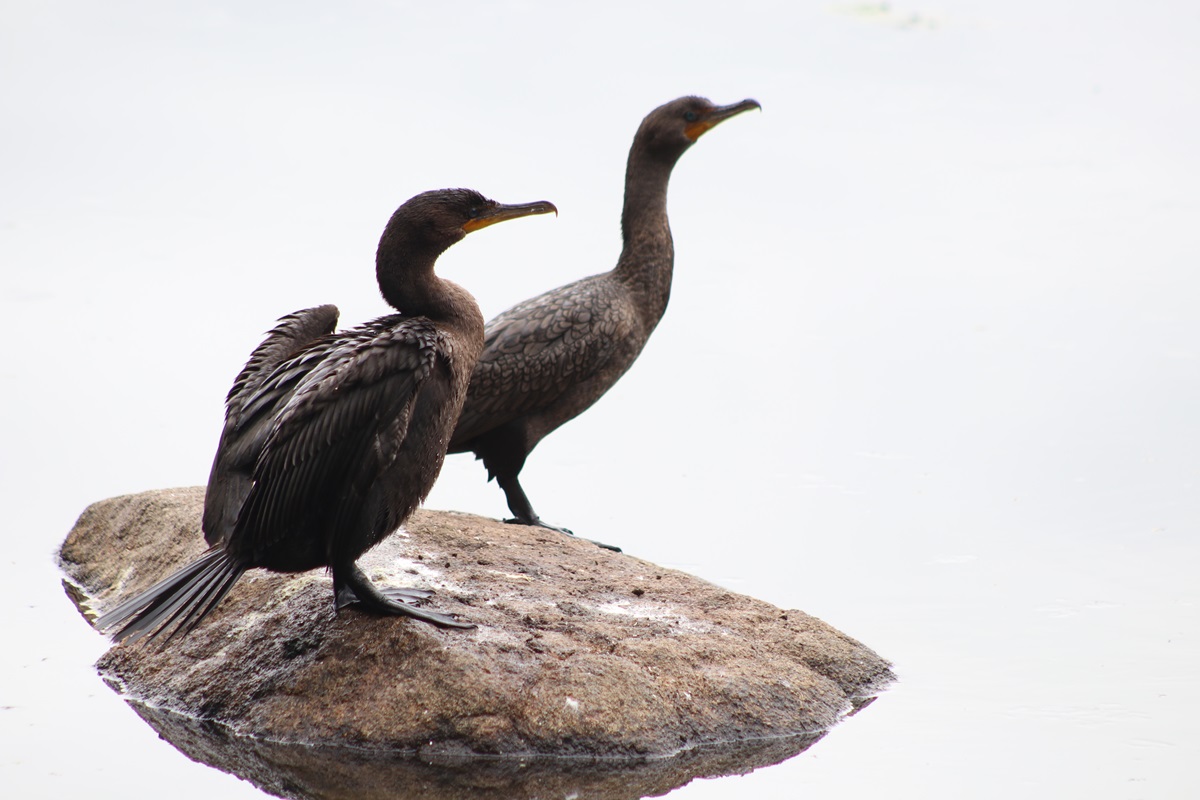Double-crested Cormorant (Nannopterum auritum)