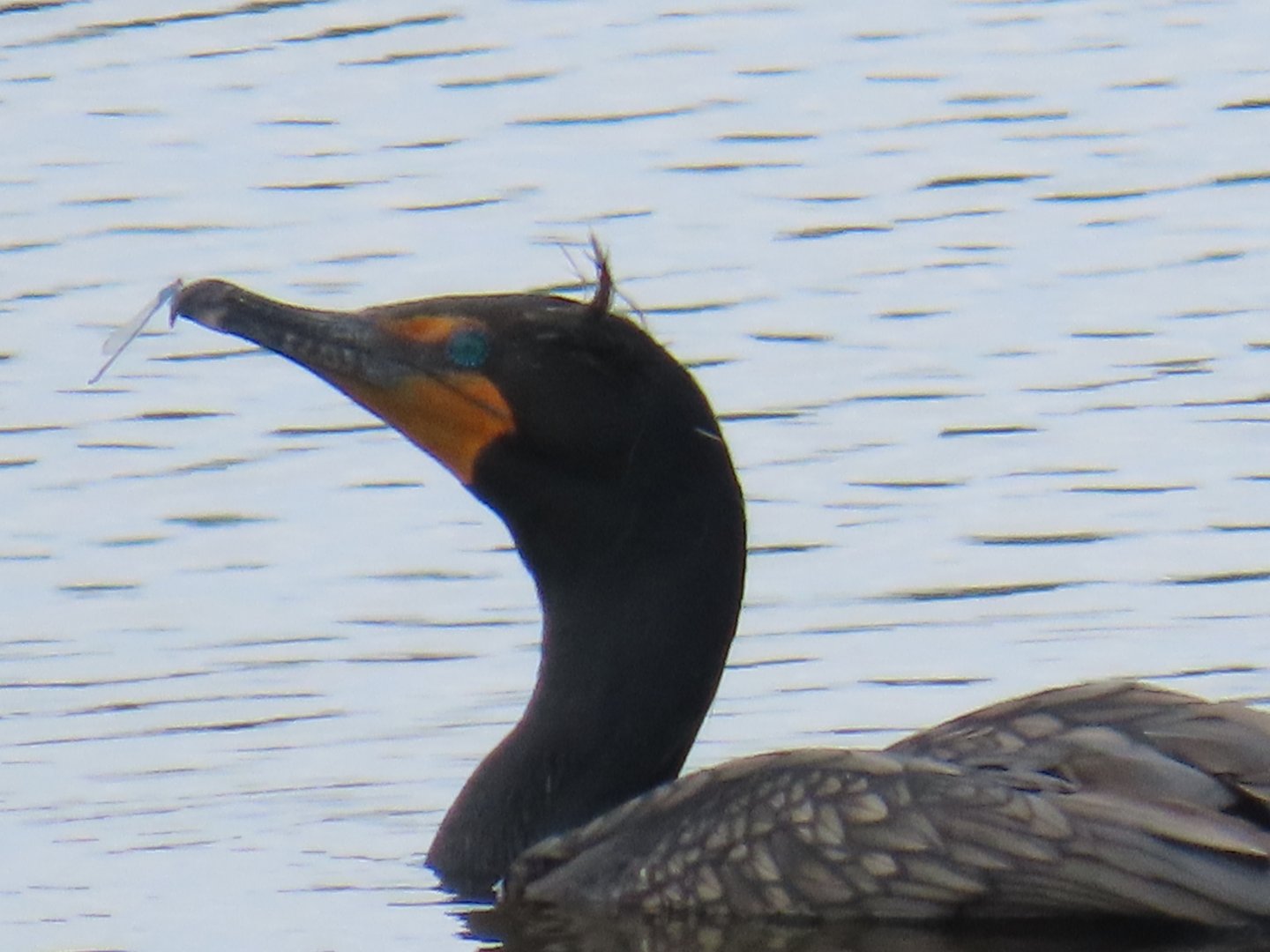 Double-crested Cormorant (Nannopterum auritum)