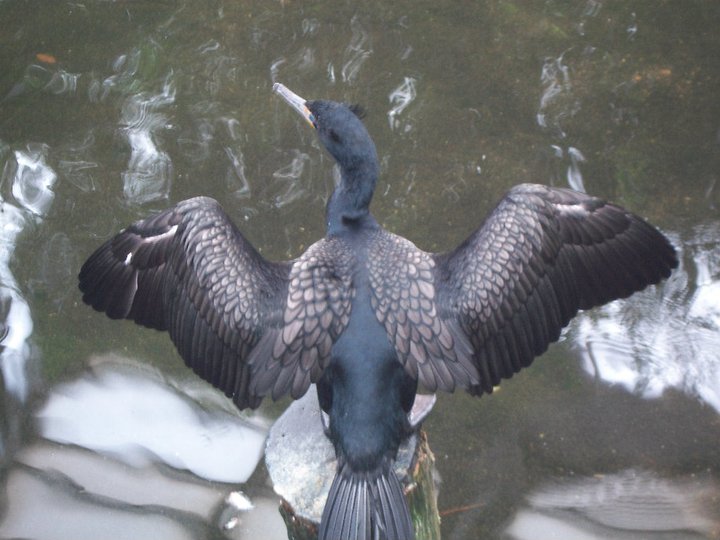 Double-Crested Cormorant     (Phalacrocorax auritus)