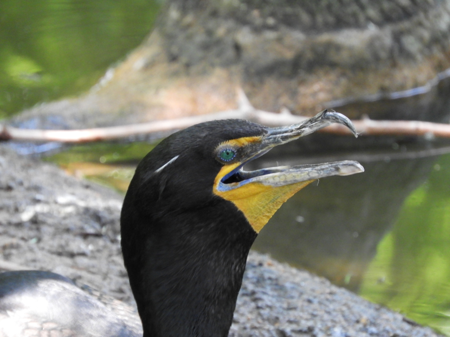 Double-Crested Cormorant (Phalacrocorax auritus)