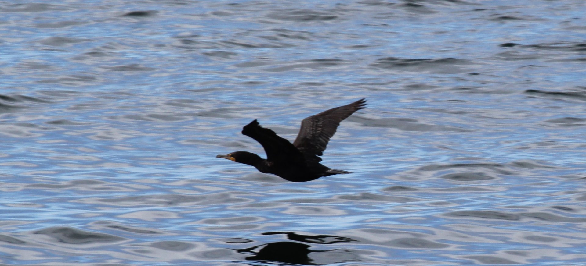 double-crested cormorant (Phalacrocorax auritus)