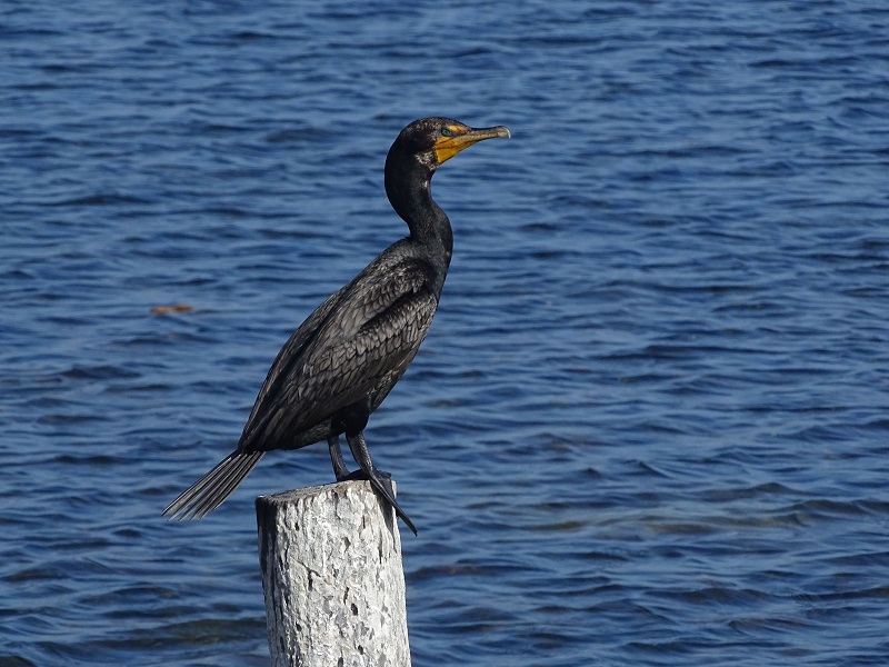 Double crested cormorant (Phalacrocorax auritus)