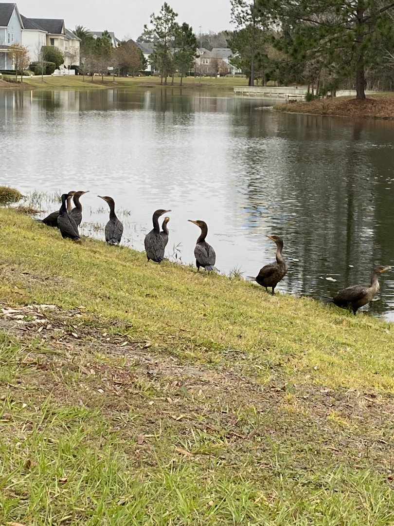 Double-Crested Cormorant (Phalacrocorax auritus)