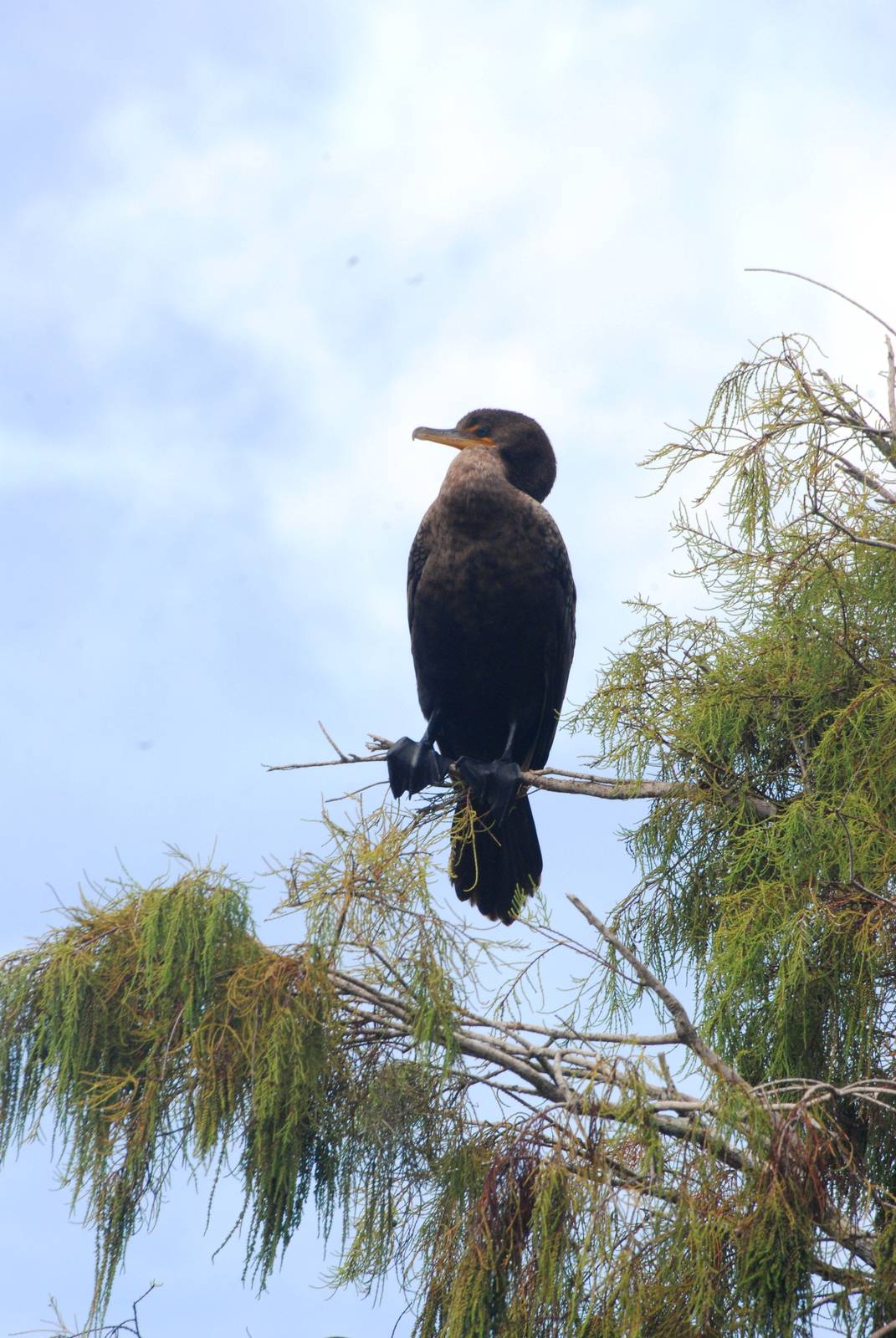 Double-crested Cormorant, Western Everglades/Big Cypress, October 2013