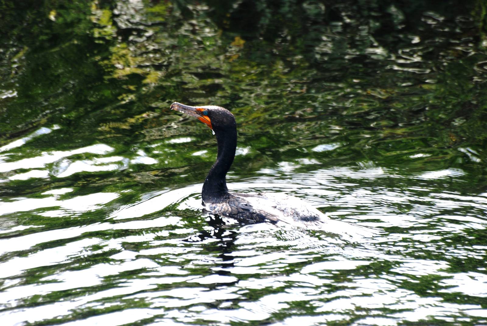 Double-crested Cormorant, Western Everglades/Big Cypress, October 2013