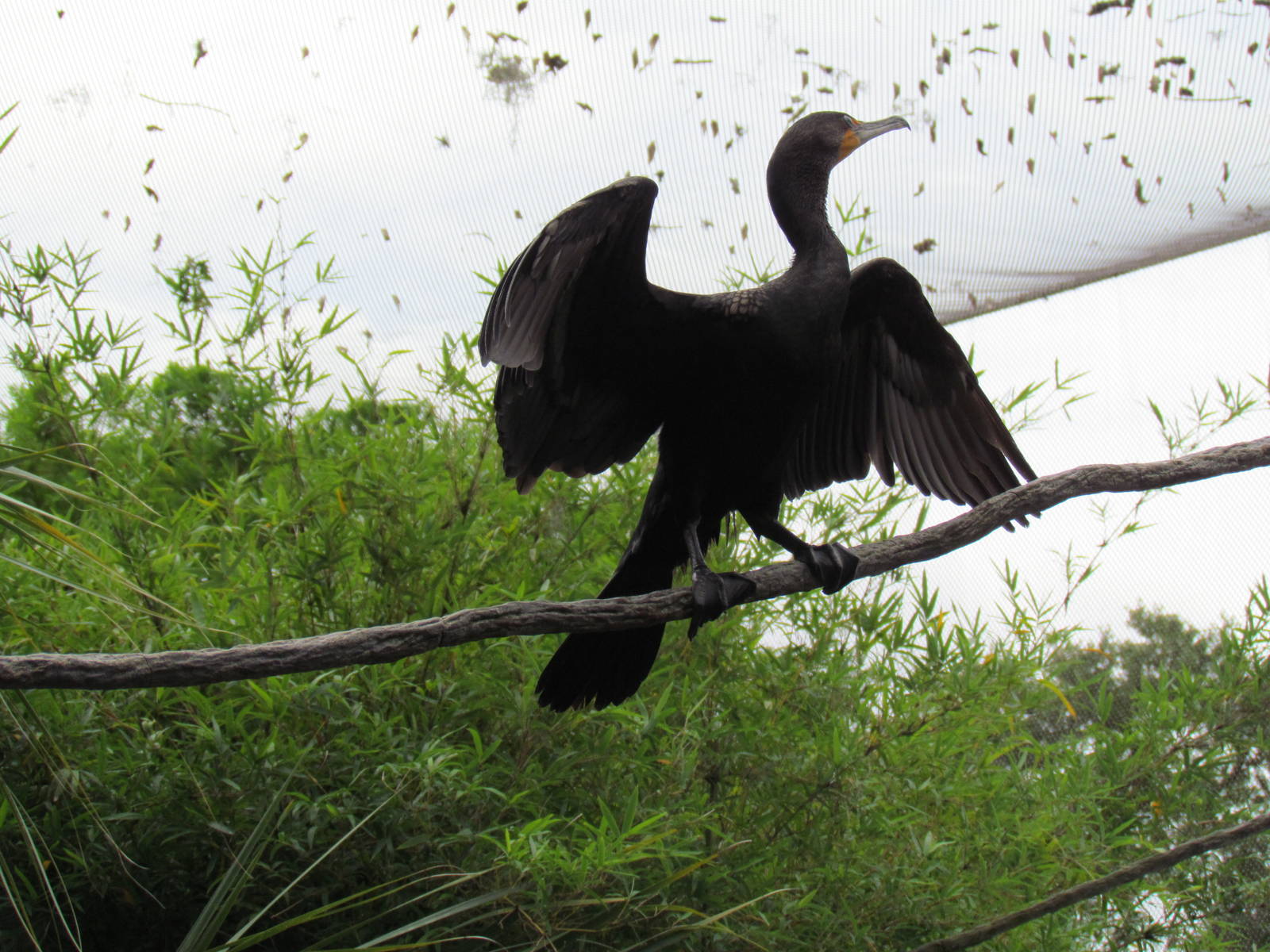 Double Crested Cormorant