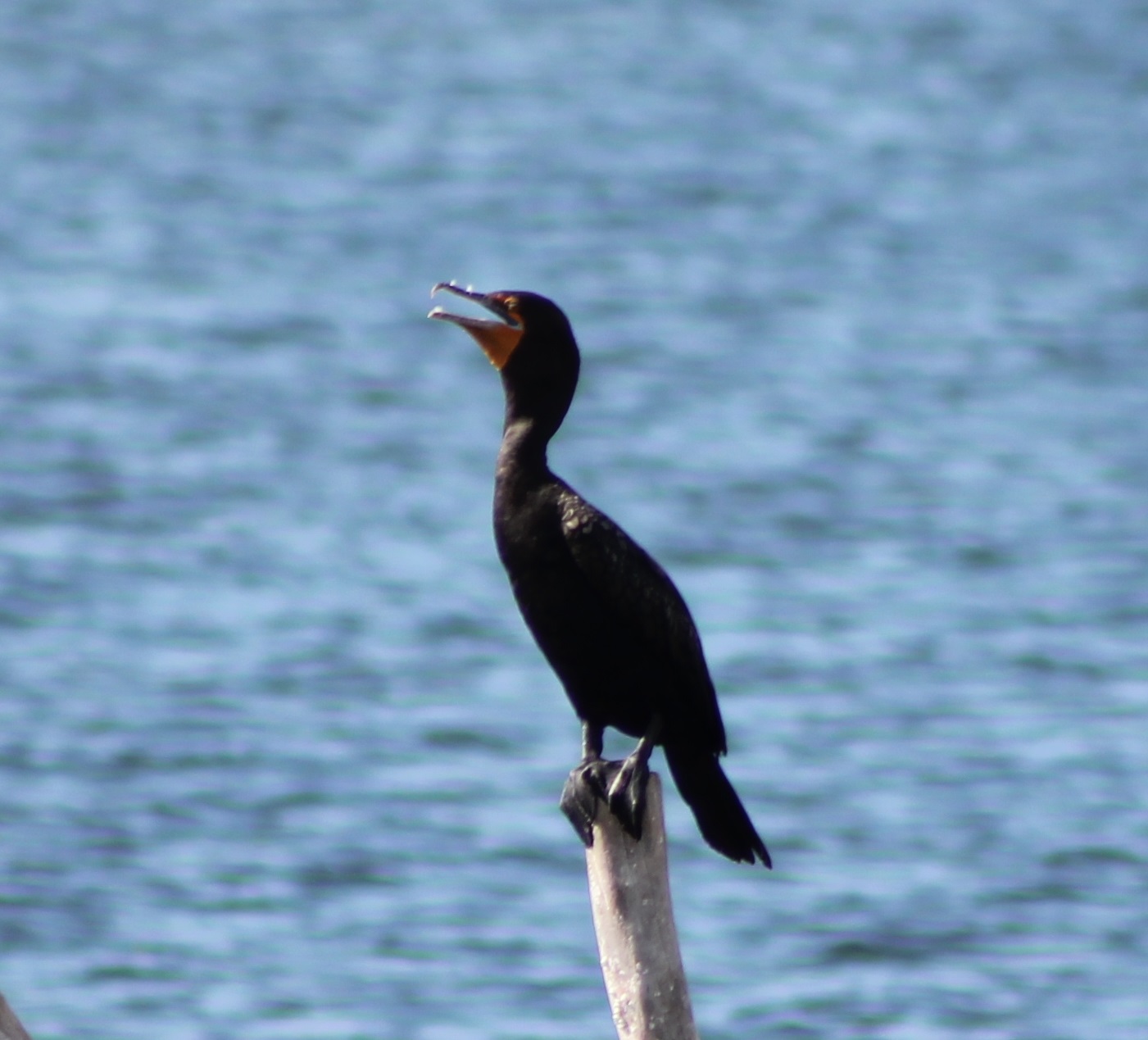 Double-crested cormorant