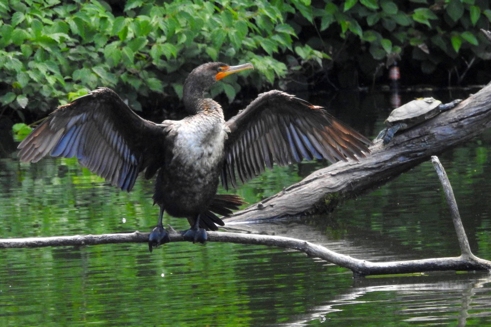 Double Crested Cormorant