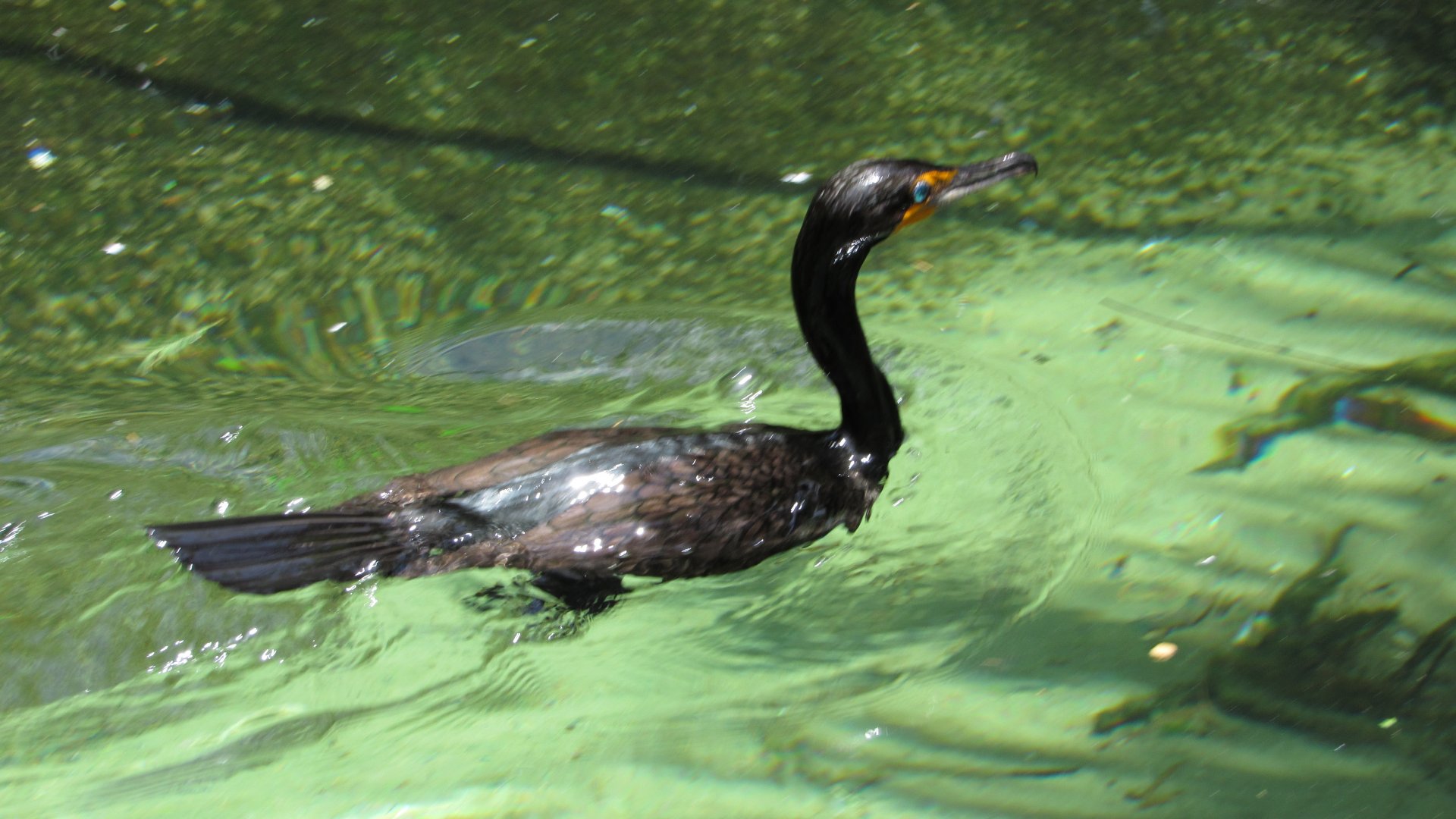 Double Crested Cormorant