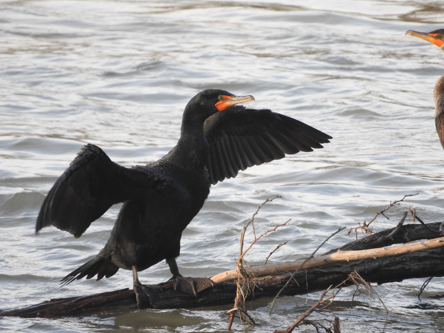 Double-crested Cormorant