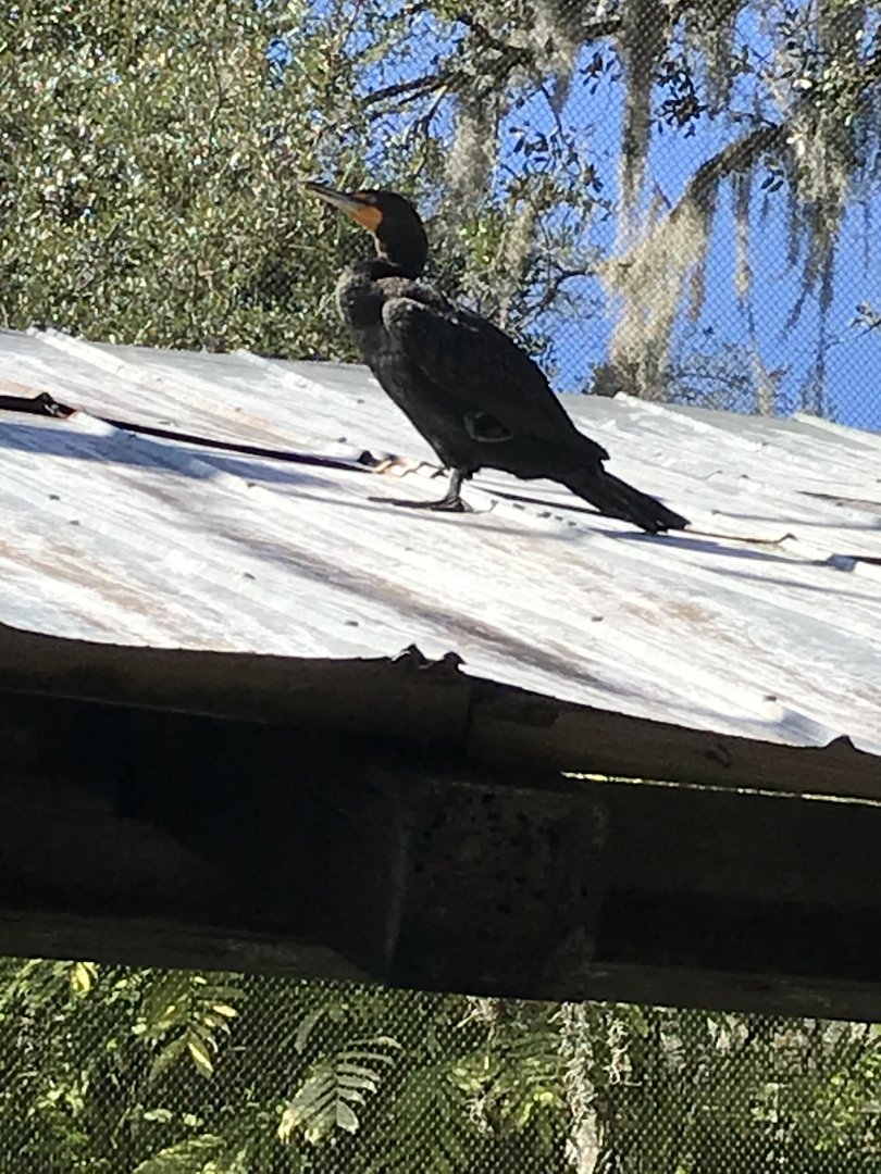 Double-crested cormorant