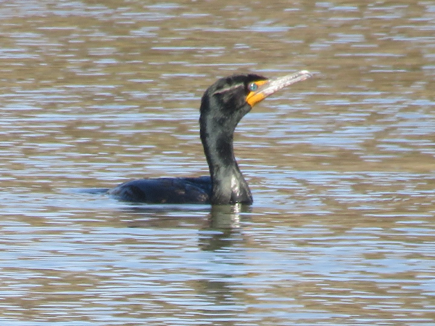 Double-crested cormorant