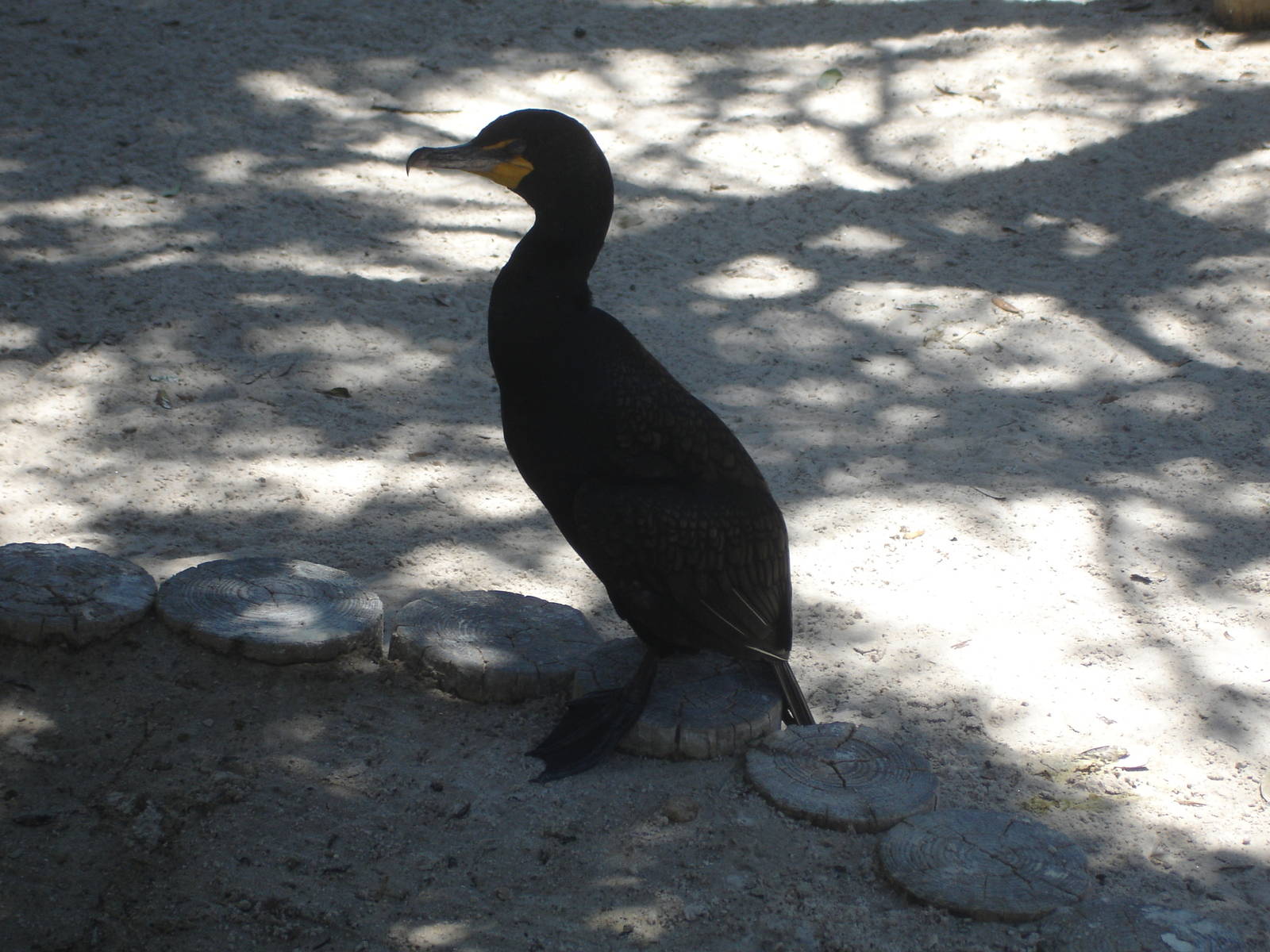 Double-Crested Cormorant