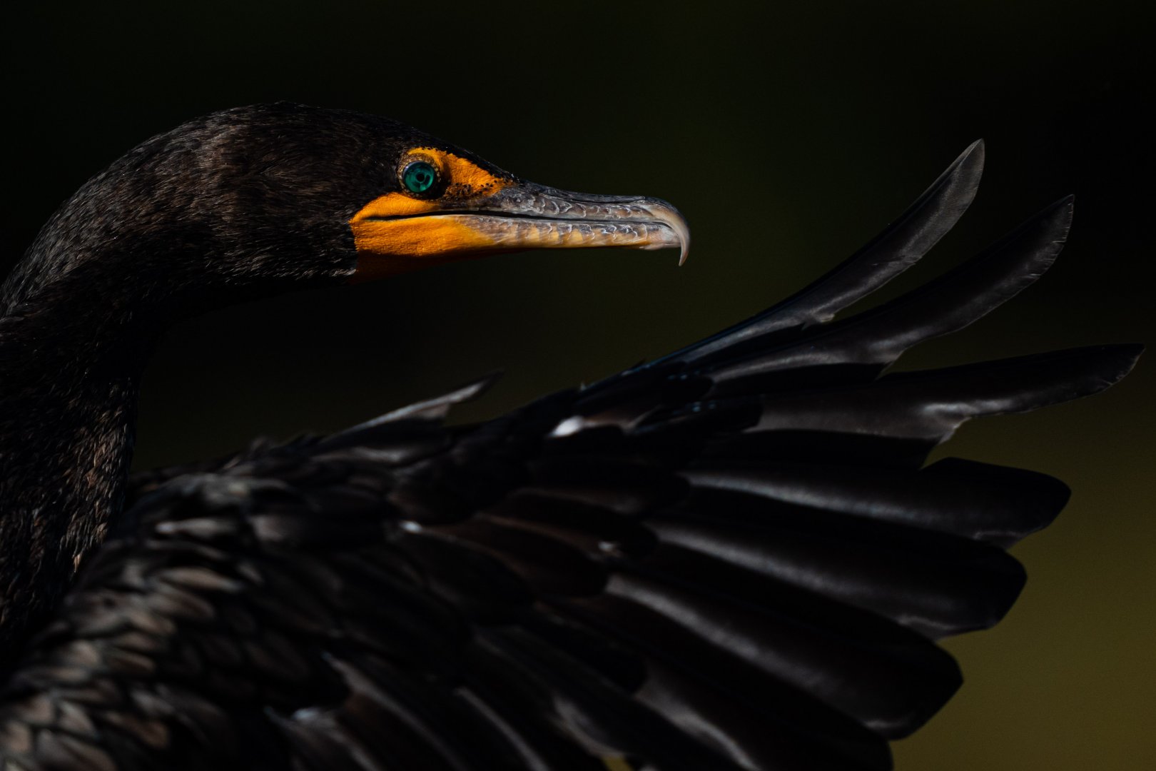 Double-crested cormorant