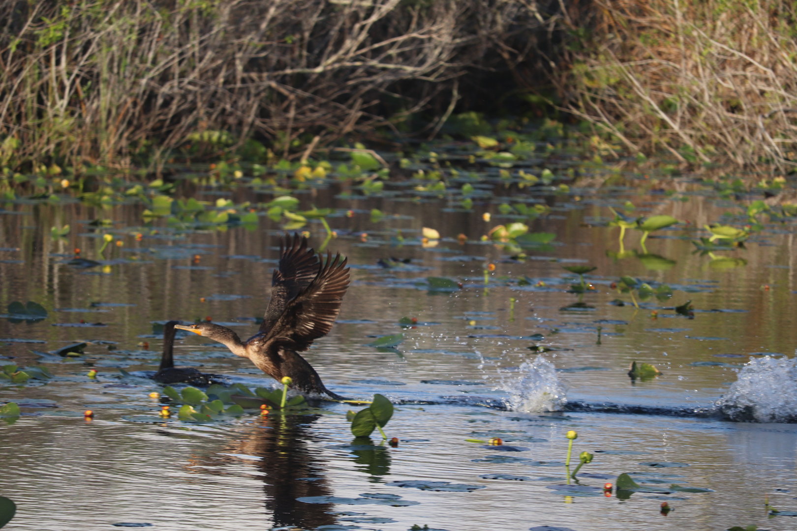 Double-Crested Cormorant
