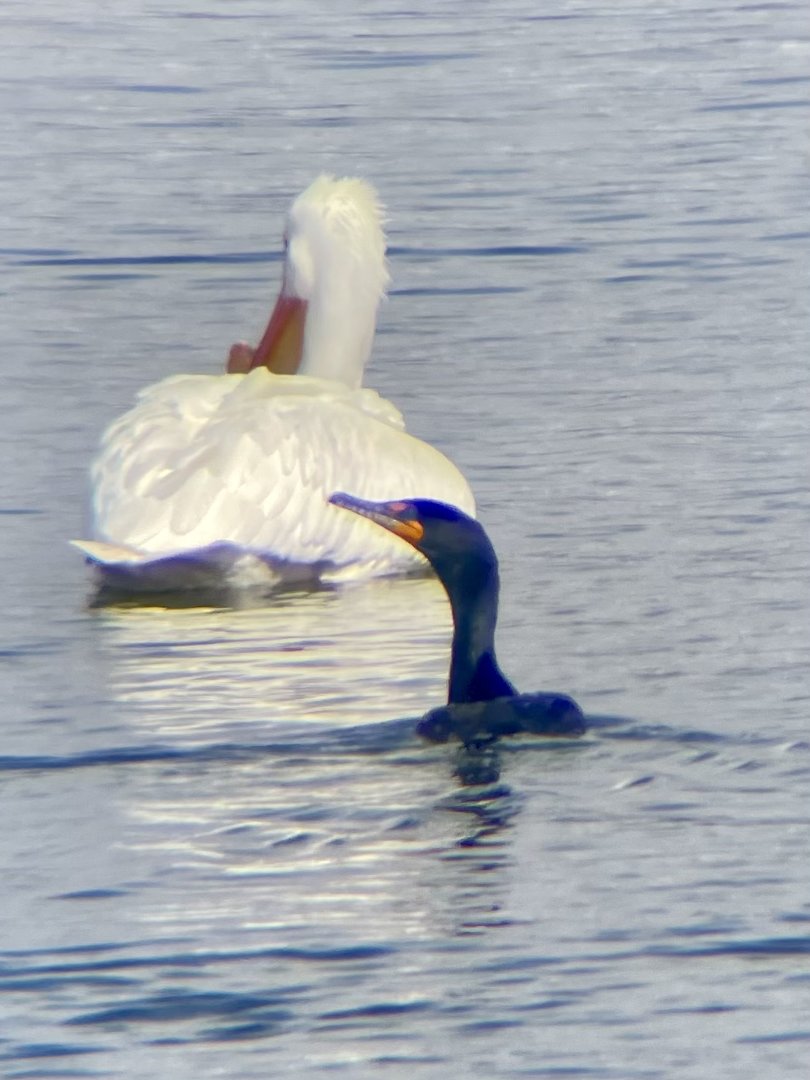 Double-crested Cormorant