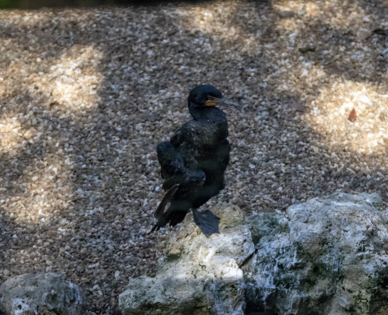 Double-crested Cormorant