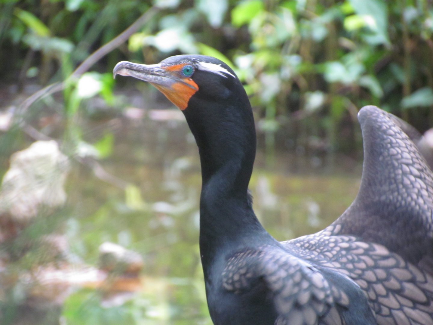 Double-crested Cormorant