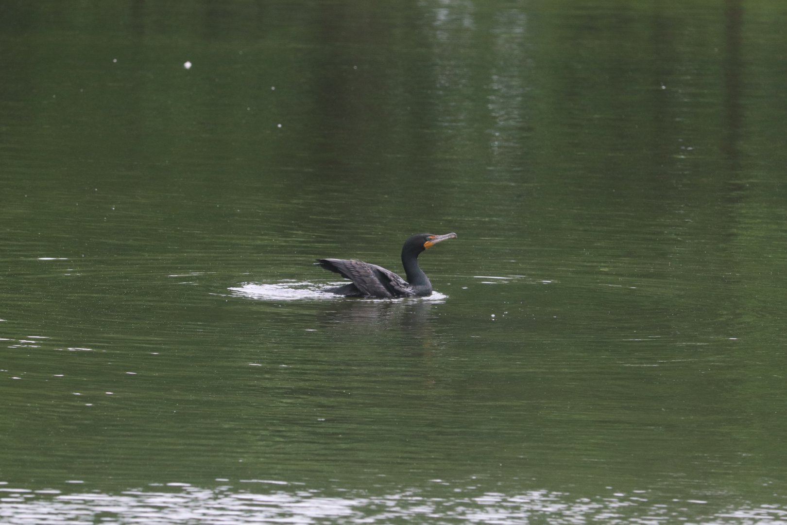 Double-Crested Cormorant