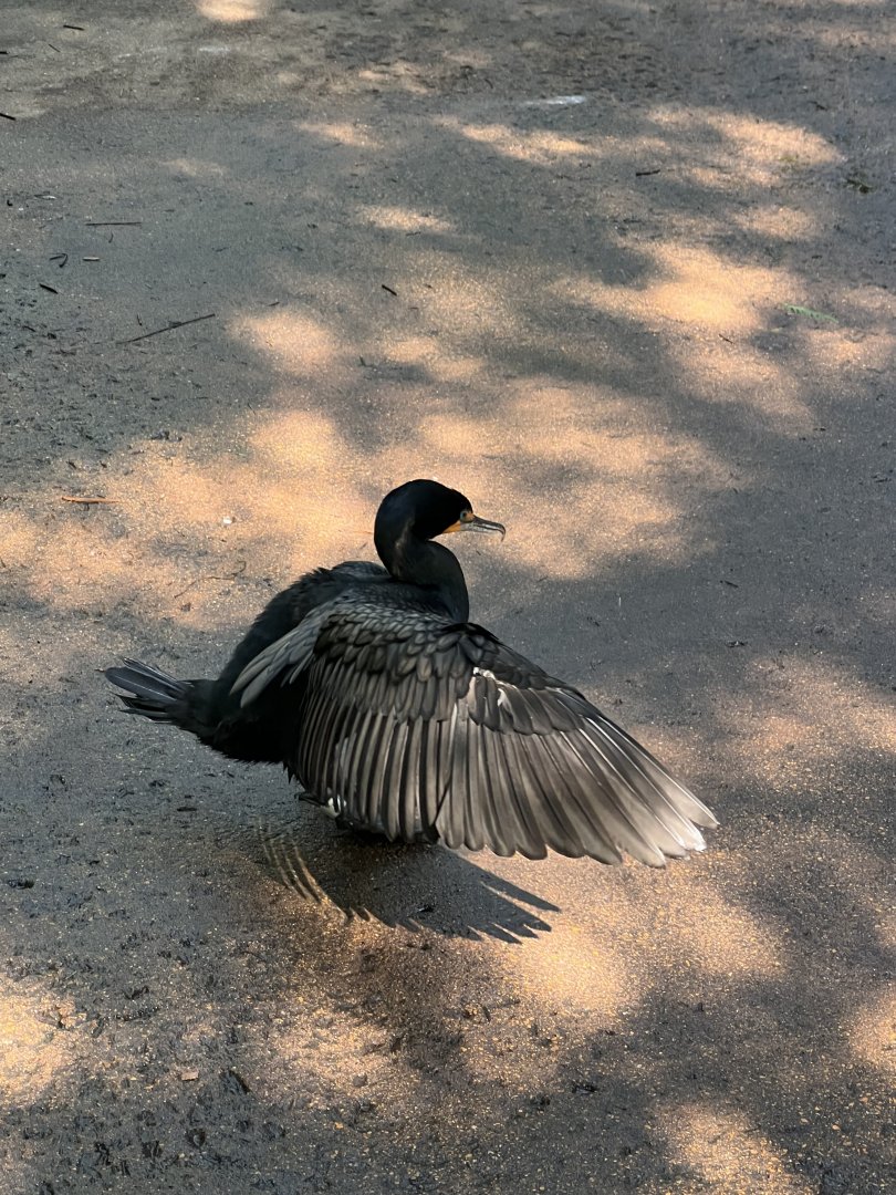 Double-Crested Cormorant