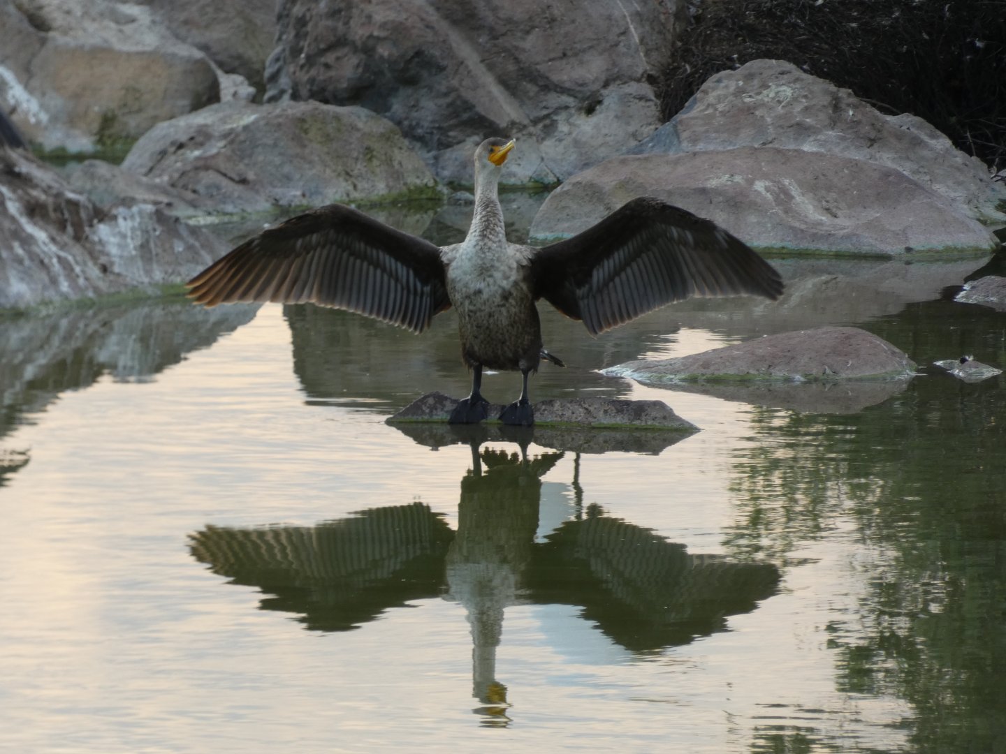 Double-crested cormorant