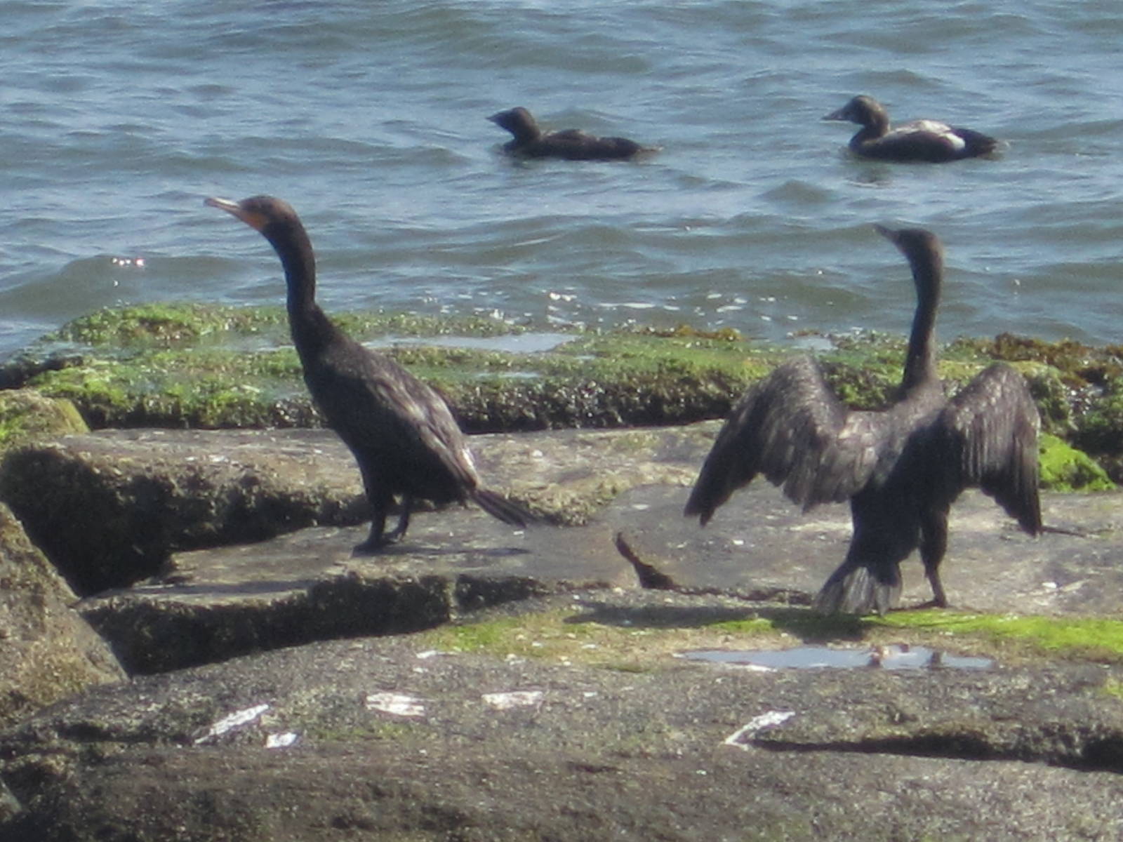Double-Crested Cormorants