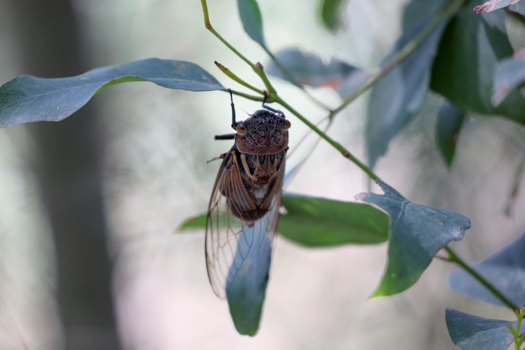 Double Drummer cicada